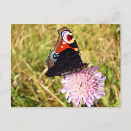 蝶 ポストカード (正面)