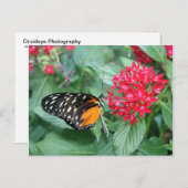 蝶 ポストカード (正面/裏面)