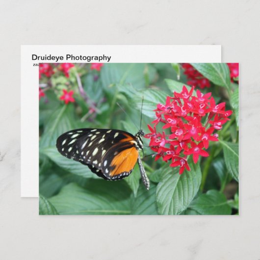 蝶 ポストカード (正面/裏面)