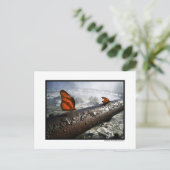 蝶 ポストカード (スタンド正面)