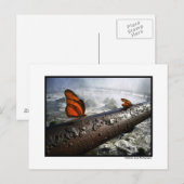 蝶 ポストカード (正面/裏面)