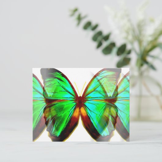 蝶 ポストカード (スタンド正面)