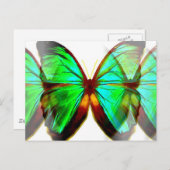 蝶 ポストカード (正面/裏面)