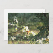 蝶 ポストカード (正面/裏面)