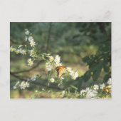 蝶 ポストカード (正面)