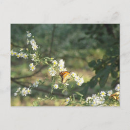 蝶 ポストカード