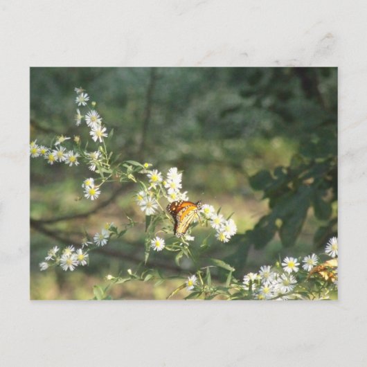 蝶 ポストカード (正面)