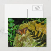 蝶 ポストカード (正面/裏面)