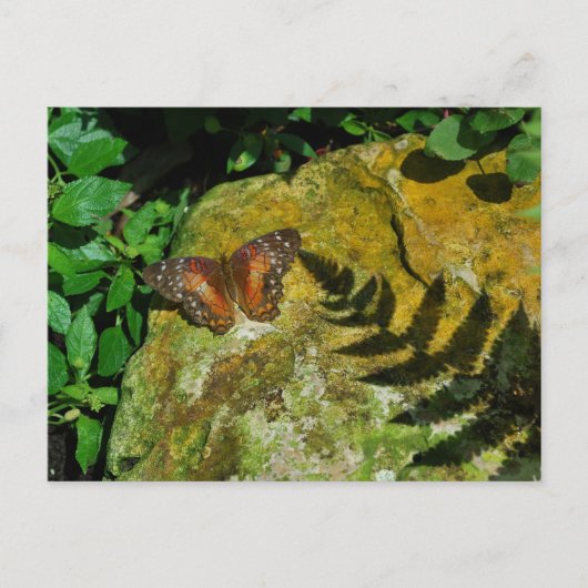 蝶 ポストカード (正面)