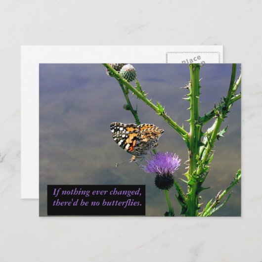 蝶 ポストカード (正面/裏面)