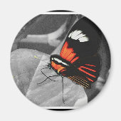 蝶 マグネット (正面)