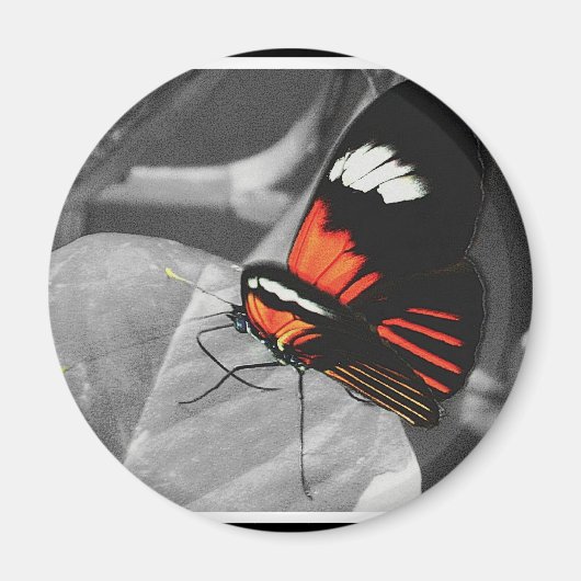 蝶 マグネット (正面)