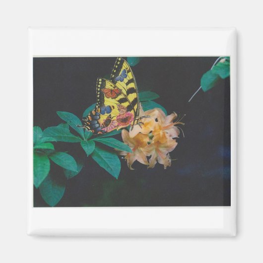 蝶 マグネット (正面)