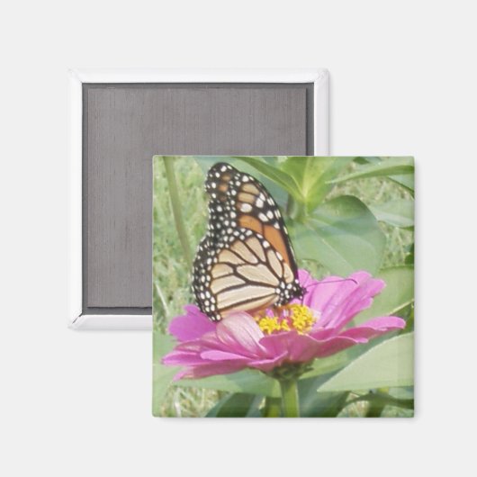蝶 マグネット (正面/裏面)