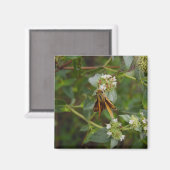 蝶 マグネット (正面/裏面)