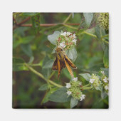 蝶 マグネット (正面)