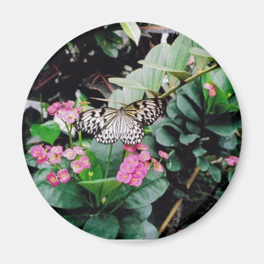 蝶 マグネット (正面)