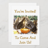 蝶 招待状 (正面/裏面)