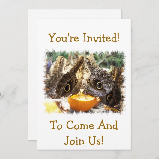 蝶 招待状 (正面/裏面)