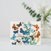 蝶、毛虫William Forsell Kirby ポストカード (スタンド正面)