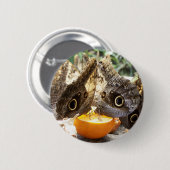 蝶 缶バッジ (正面&裏面)