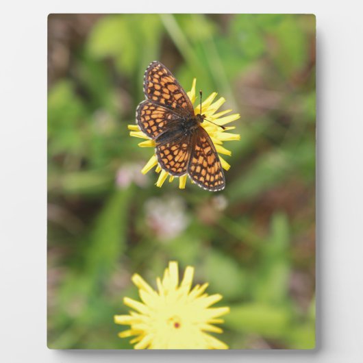 蝶 – 美しい！ フォトプラーク (正面)