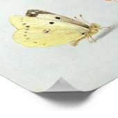 蝶、蛾その他の昆虫 ポスター (角)