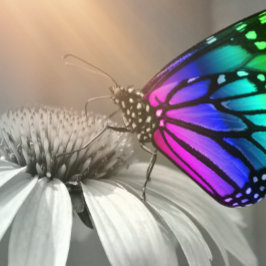 蝶、蝶と花、色蝶 クッション