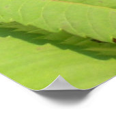 蝶 黒 白 蝶 ポスター (角)