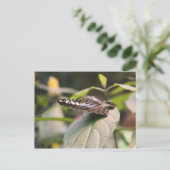 蝶# 2 ポストカード (スタンド正面)