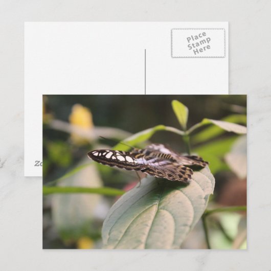 蝶# 2 ポストカード (正面/裏面)