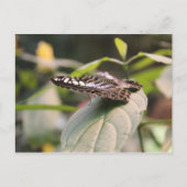 蝶# 2 ポストカード (正面)