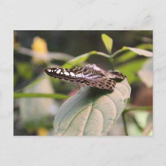 蝶# 2 ポストカード (正面)