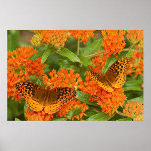 蝶Milkweedの素晴らしいちりばめられたFritillaries ポスター
