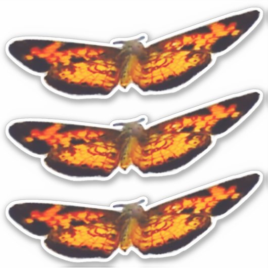 蝶XL 14インチx 14インチカスタムカットビニールシール シール (正面)