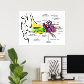 蝸牛周波数マッピングを有するヒト耳図 ポスター (ホームオフィス)
