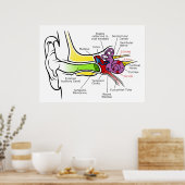 蝸牛周波数マッピングを有するヒト耳図 ポスター (キッチン)