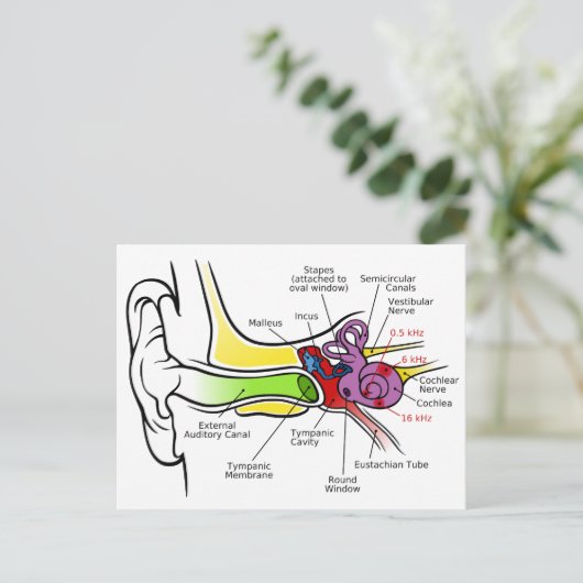 蝸牛周波数マッピングを有するヒト耳図 ポストカード (スタンド正面)