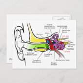 蝸牛周波数マッピングを有するヒト耳図 ポストカード (正面/裏面)