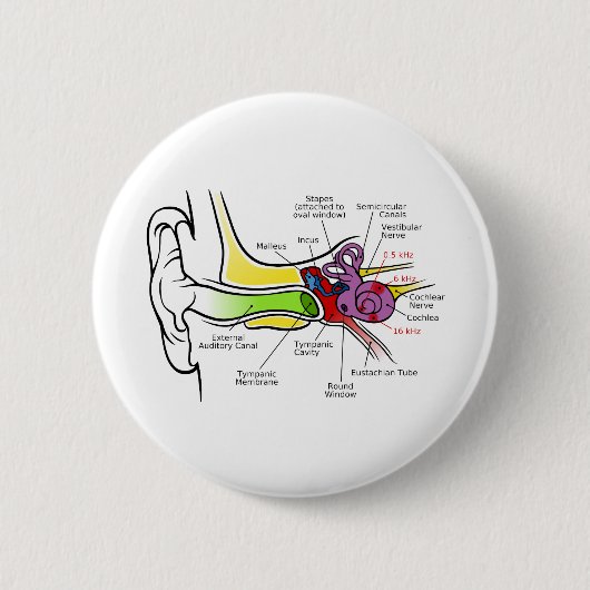 蝸牛周波数マッピングを有するヒト耳図 缶バッジ (正面)