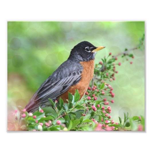 蟹のりんごの木に座るアメリカ人ロビン フォトプリント            (正面)