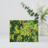 蟻、くもの巣および雑草 ポストカード (スタンド正面)