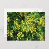 蟻、くもの巣および雑草 ポストカード (正面/裏面)