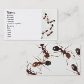 蟻 名刺 (正面/裏面)