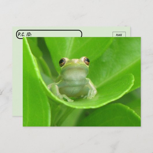 血のオレンジ色の葉にカエルの交配後 ポストカード (正面/裏面)
