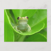 血のオレンジ色の葉にカエルの交配後 ポストカード (正面)