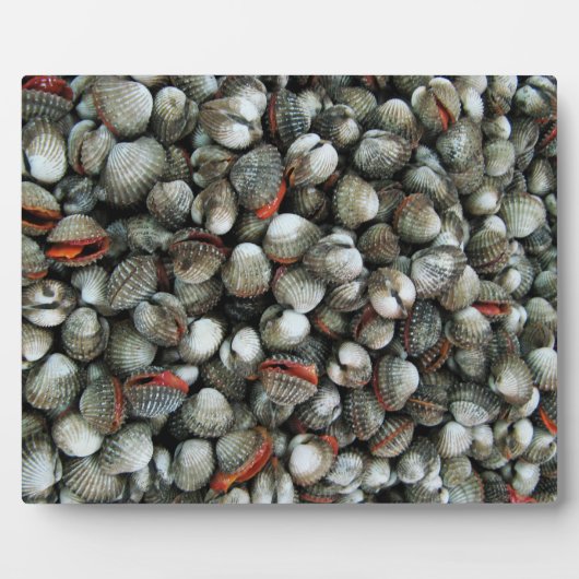 血のコックル貝 フォトプラーク (正面)