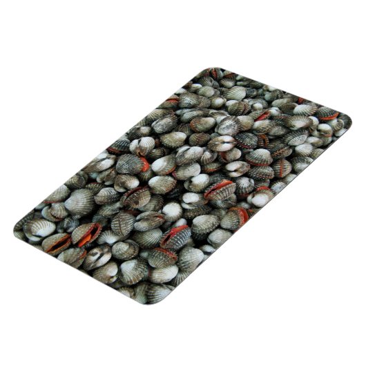 血のコックル貝 マグネット (左側)