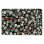 血のコックル貝 マグネット (横)