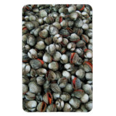 血のコックル貝 マグネット (縦)